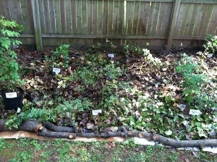  photo Sweet_Chariot_Planted_Front_Row_Center_Aug_31st_2013_zpse6364f15.jpg